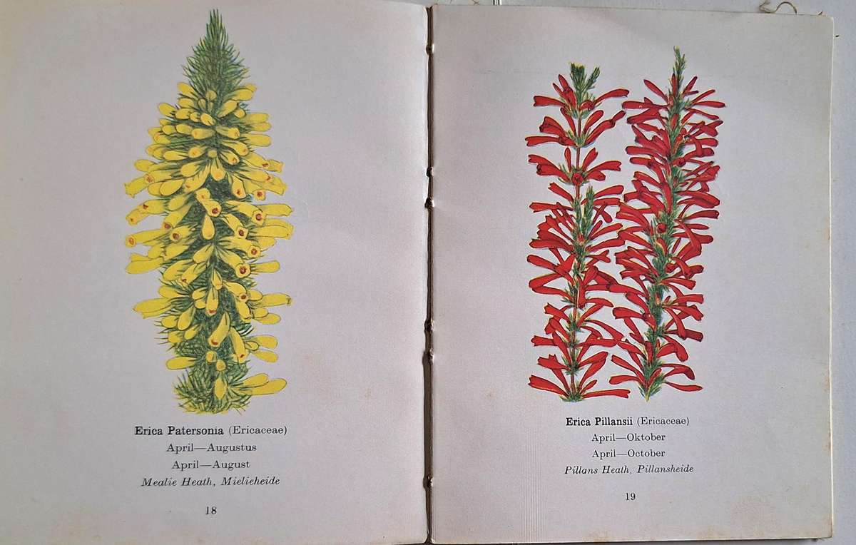 Protected Wild Flowers of the Cape Province Part 1 / Beskermde Veldblomme van Kaapland Deel 1