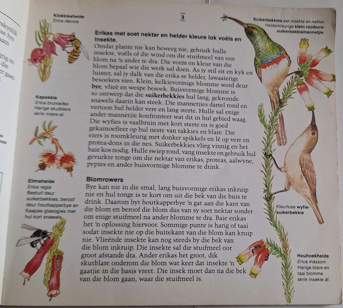 Ontdek die Kaapse Fynbos en sy Dierelewe deur Margo Branch Sagteband