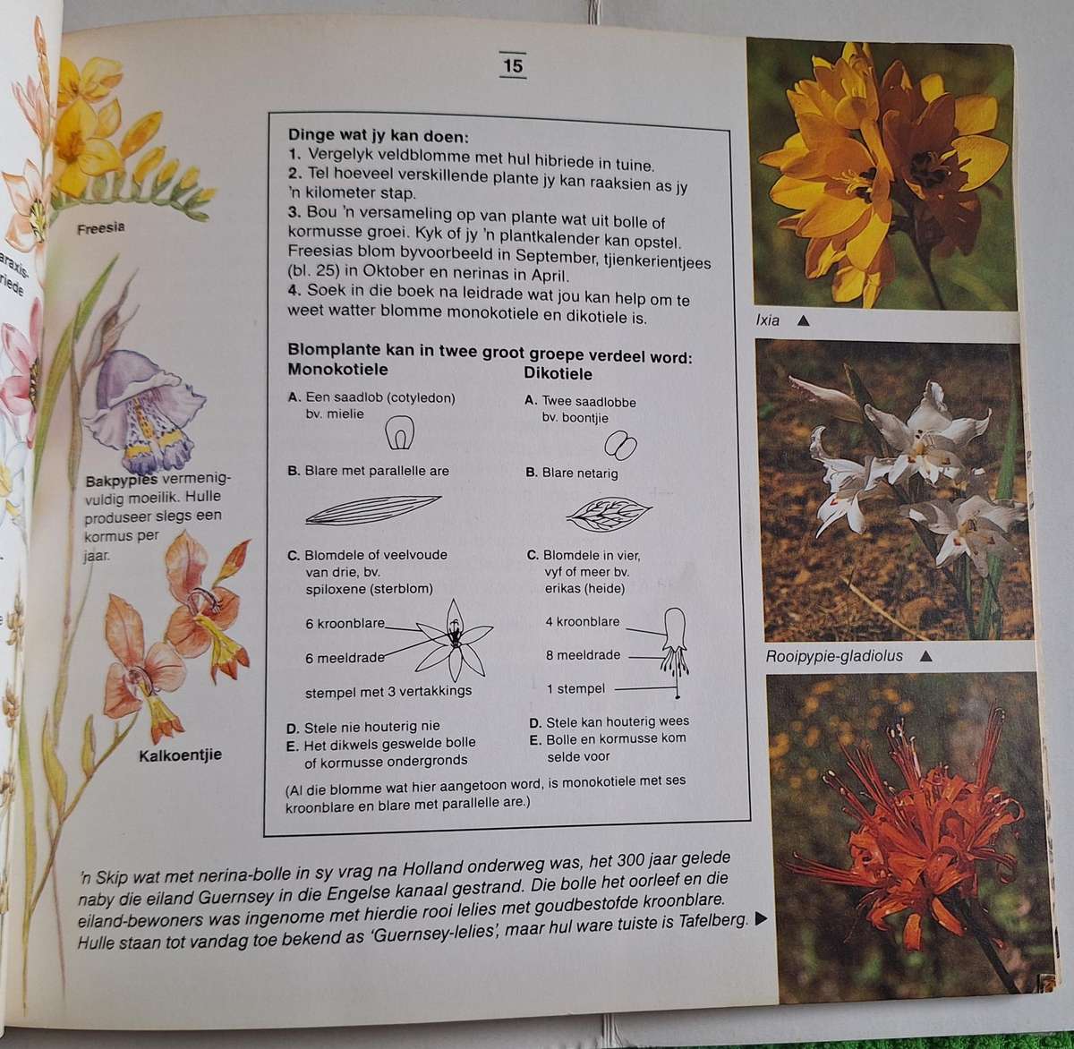 Ontdek die Kaapse Fynbos en sy Dierelewe deur Margo Branch Sagteband