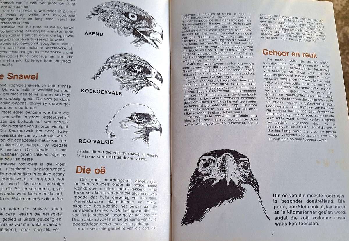 Caltex Maak Kennis met Roofvoels