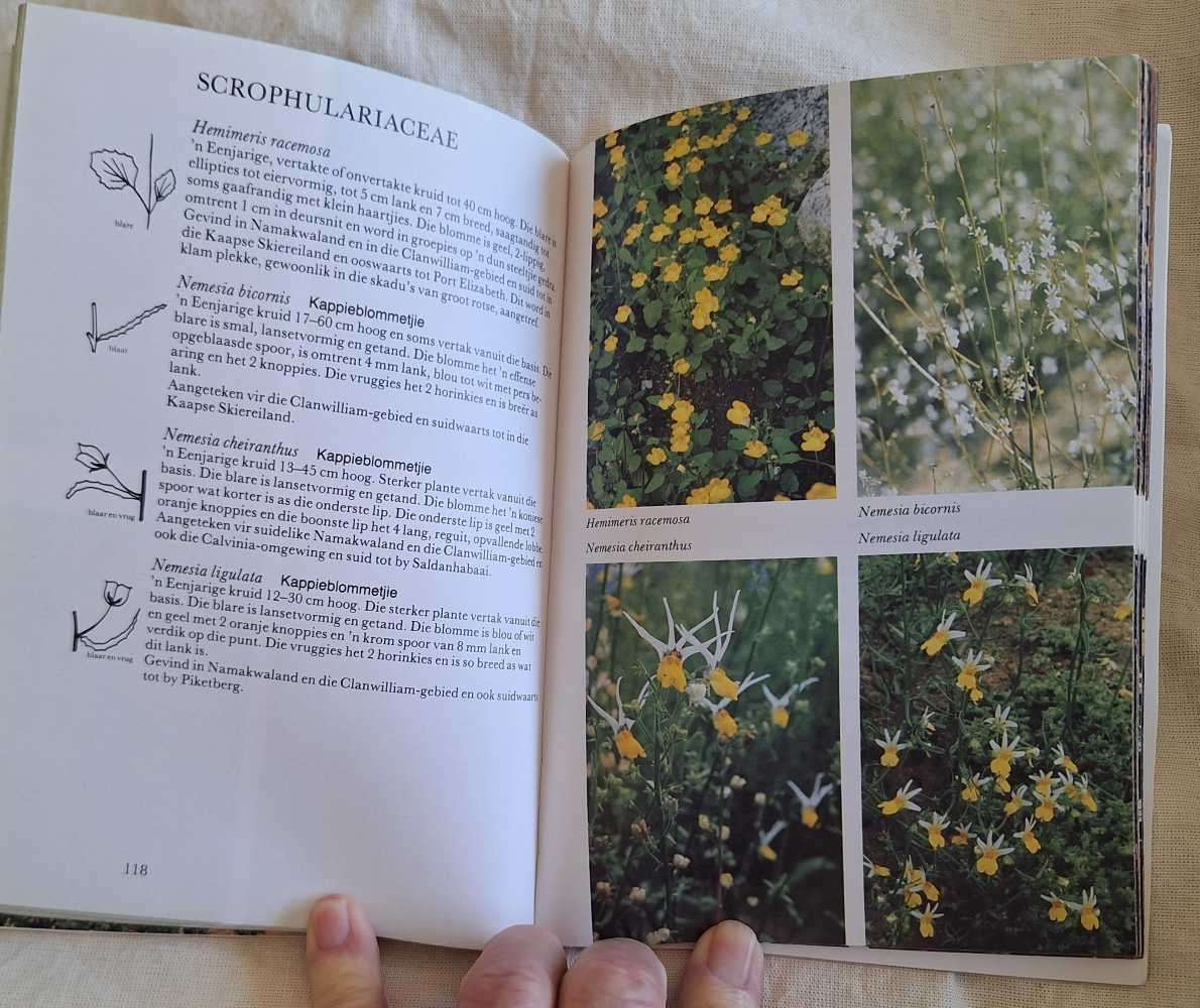 Namakwaland en Clanwilliam Veldblomme van Suid-Afrika deur A le Roux en E A C L E Schelpe S/band