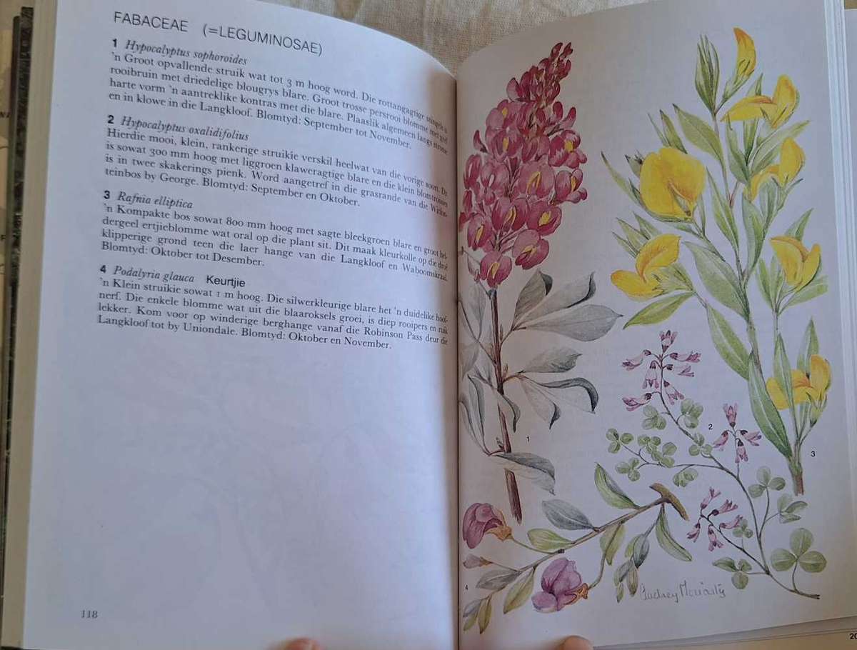 Outeniekwa Tsitsikamma & Oostelike Klein-Karoo Veldblomgids deur Audrey Moriarty Sagteband