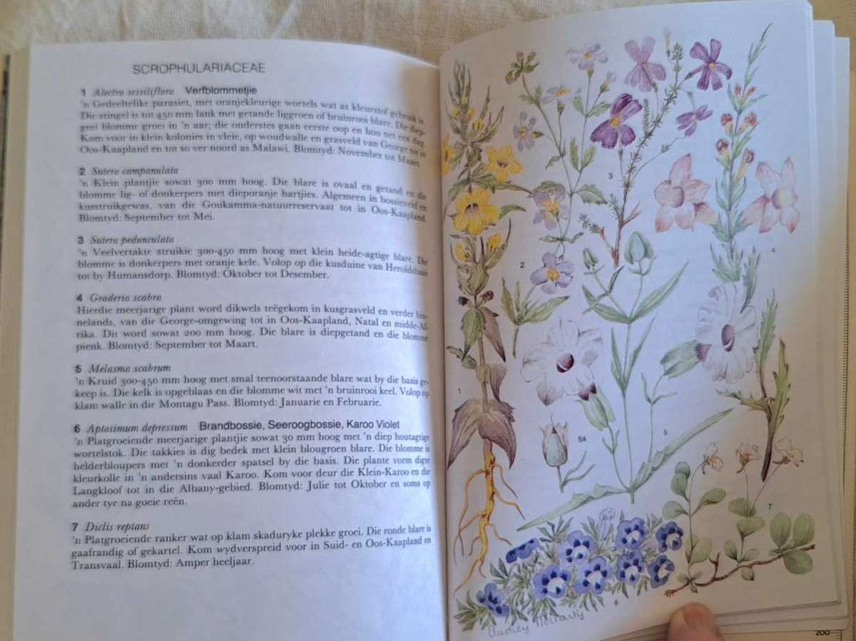 Outeniekwa Tsitsikamma & Oostelike Klein-Karoo Veldblomgids deur Audrey Moriarty Sagteband