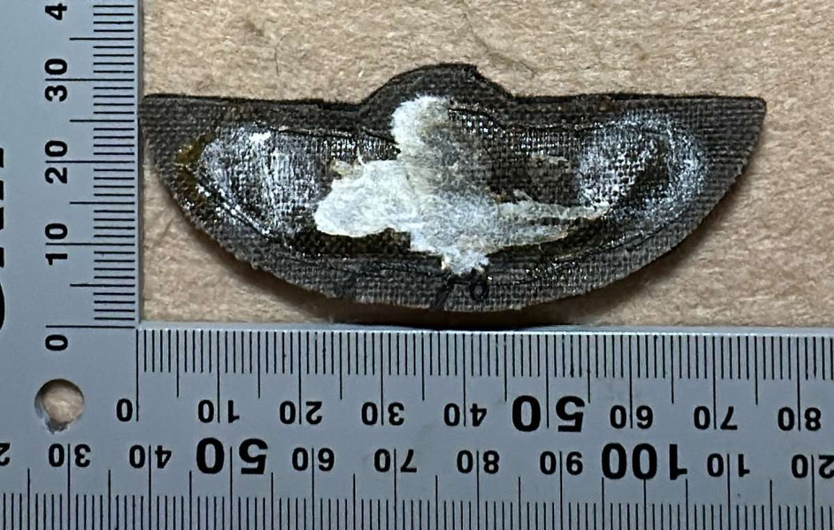 SAS Embroidered Para Wings