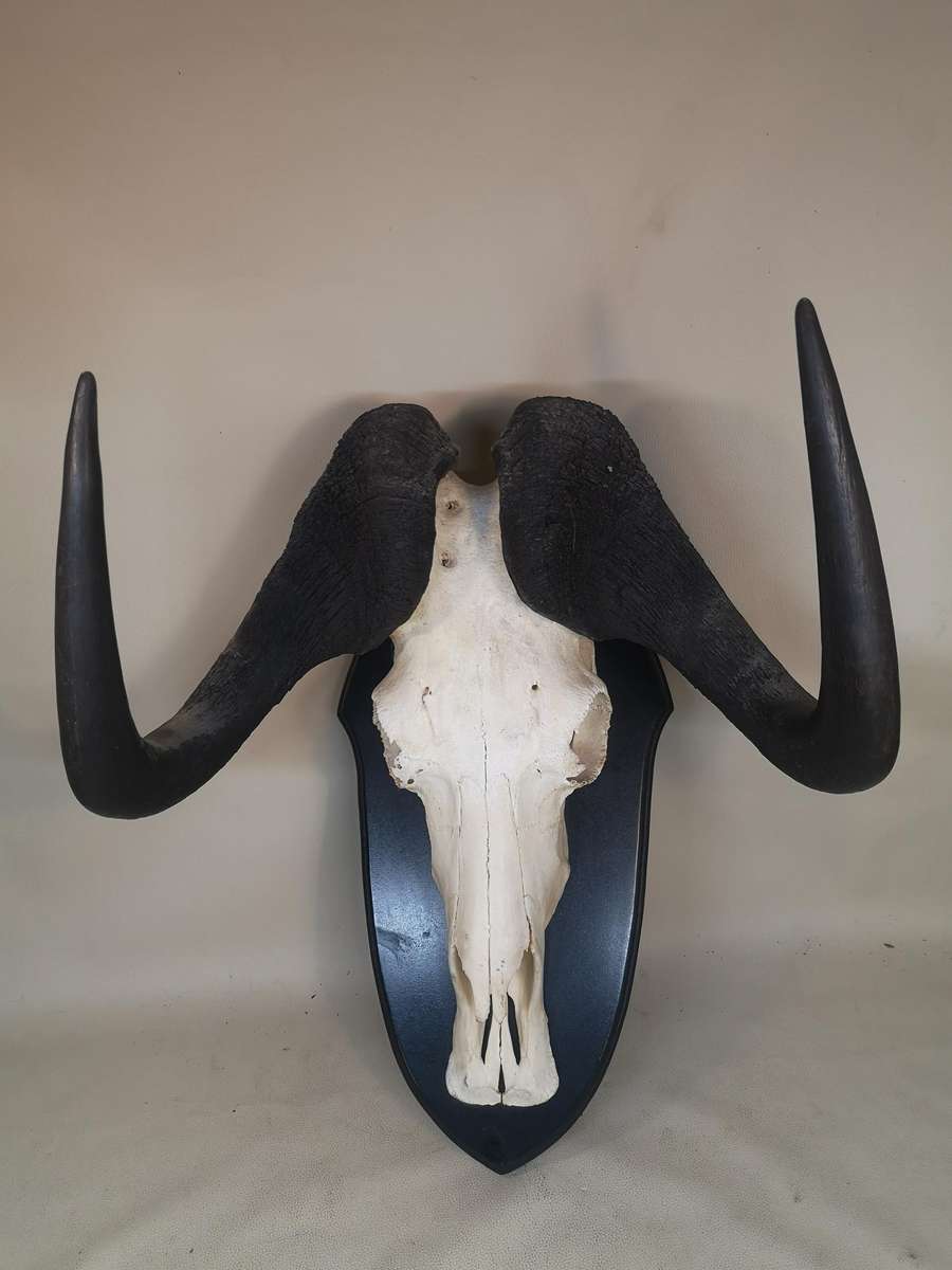 Magnificent Black Wildebeest Skull on a Wooden Plaque