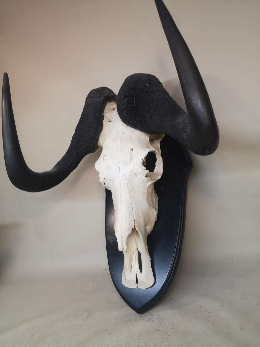 Magnificent Black Wildebeest Skull on a Wooden Plaque