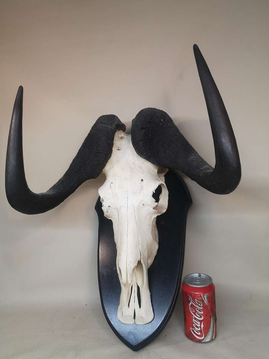 Magnificent Black Wildebeest Skull on a Wooden Plaque