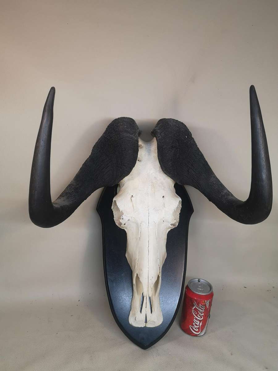 Magnificent Black Wildebeest Skull on a Wooden Plaque