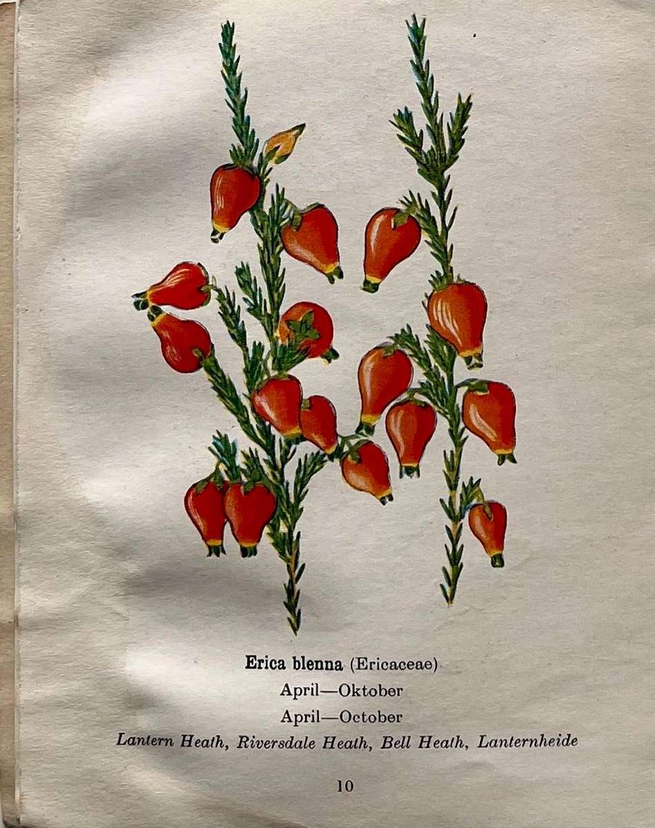 Protected Wild Flowers of the Cape Province Volume 1 and Volume 3
