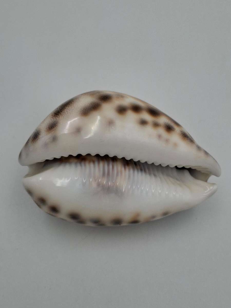 Collectible Sea Shell - Cypraea Tigris Cowrie - Vibrant Pattern