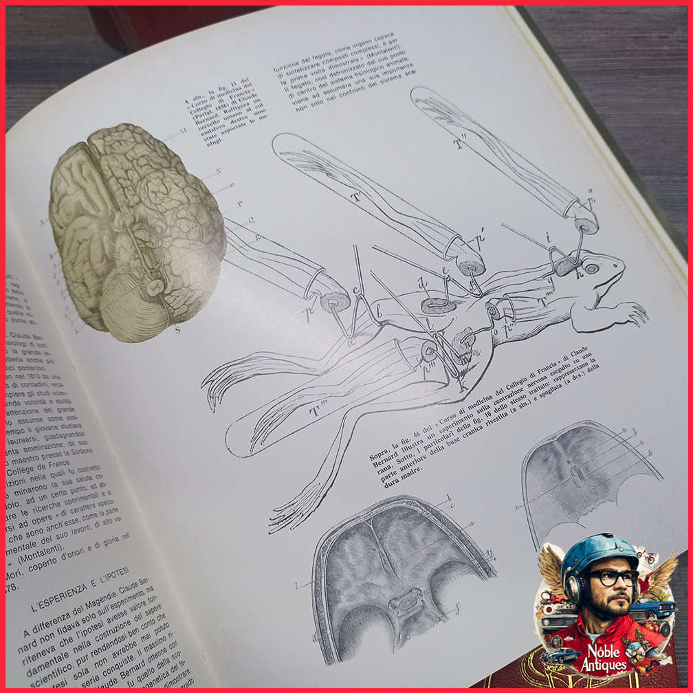 Vintage Foiled and Amazing Illustrated Italian Medical Encyclopedia Collection