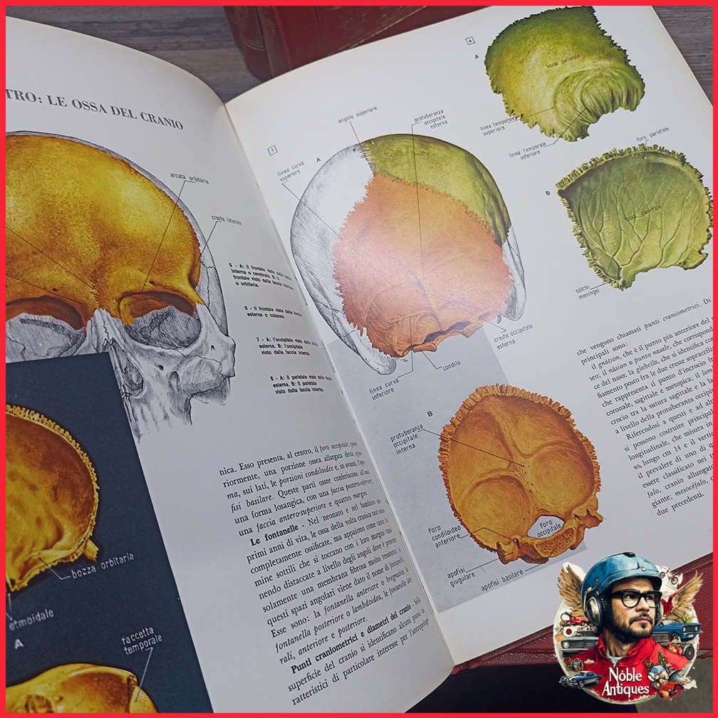 Vintage Foiled and Amazing Illustrated Italian Medical Encyclopedia Collection