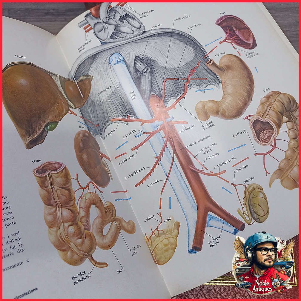 Vintage Foiled and Amazing Illustrated Italian Medical Encyclopedia Collection