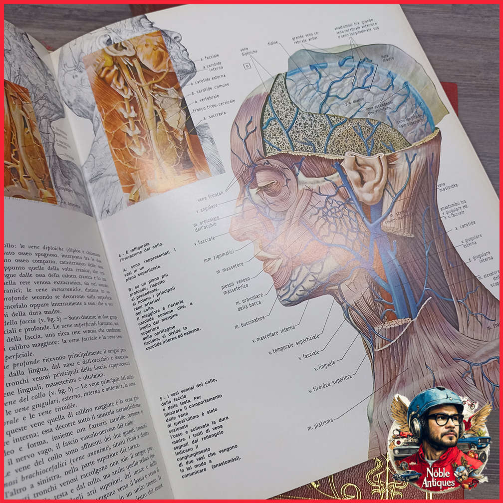 Vintage Foiled and Amazing Illustrated Italian Medical Encyclopedia Collection