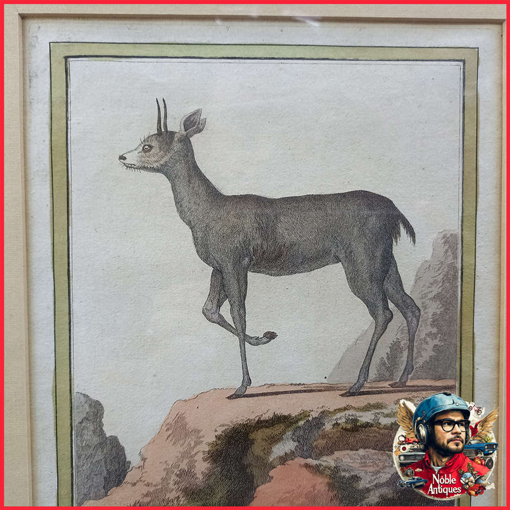 Framed Antique Colored Etch Le Klippsunger Le Sauteur Des Rochers