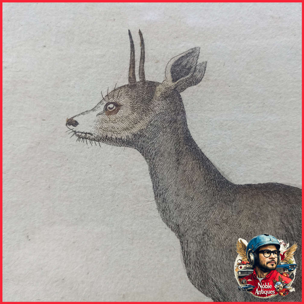 Framed Antique Colored Etch Le Klippsunger Le Sauteur Des Rochers