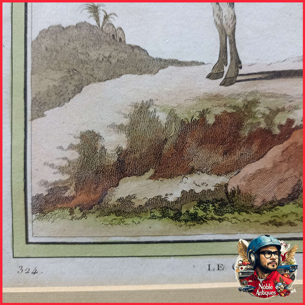 Framed Antique Colored Etch Le Canna