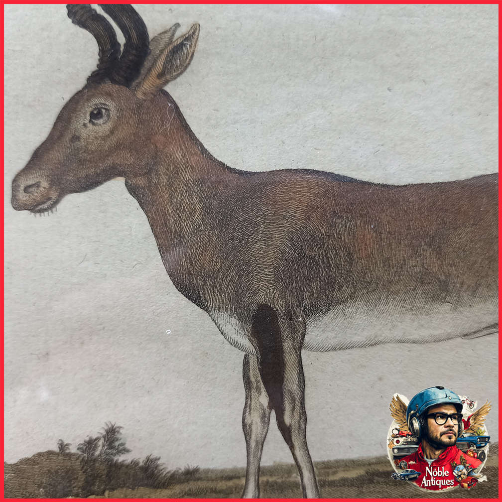 Framed Antique Colored Etch Le Camaahubale