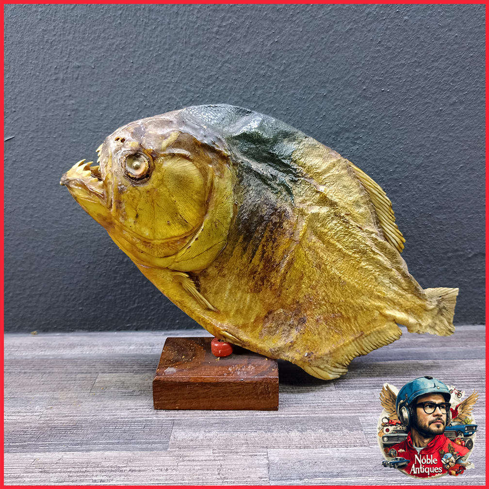 Large 1950s Vintage Real Taxidermy Piranha
