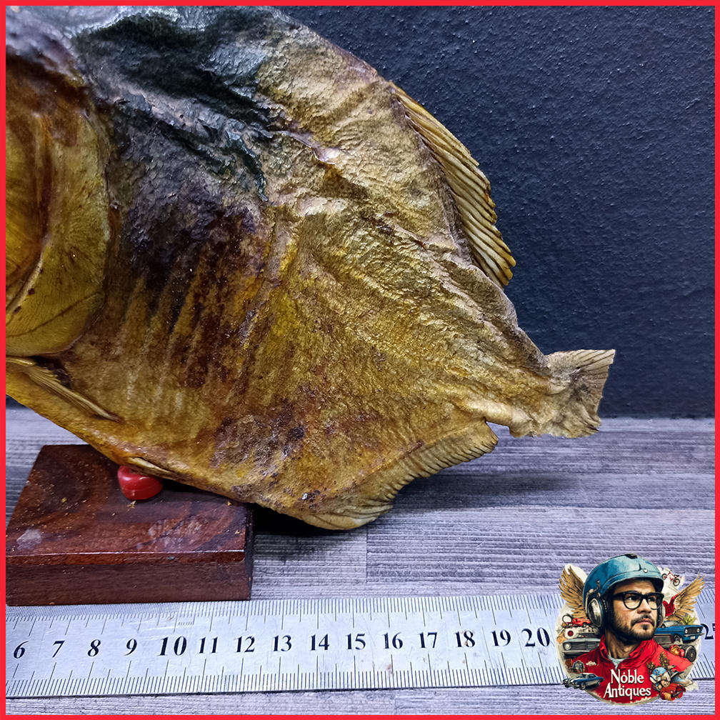 Large 1950s Vintage Real Taxidermy Piranha