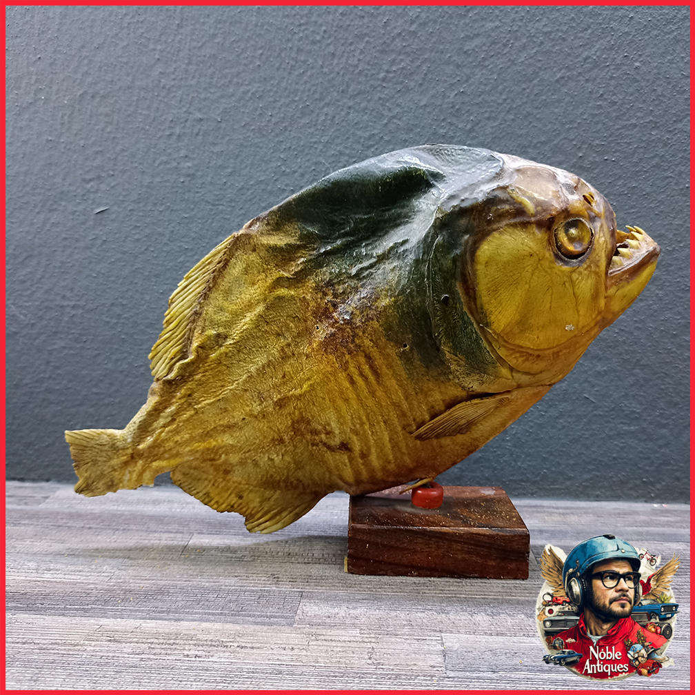 Large 1950s Vintage Real Taxidermy Piranha