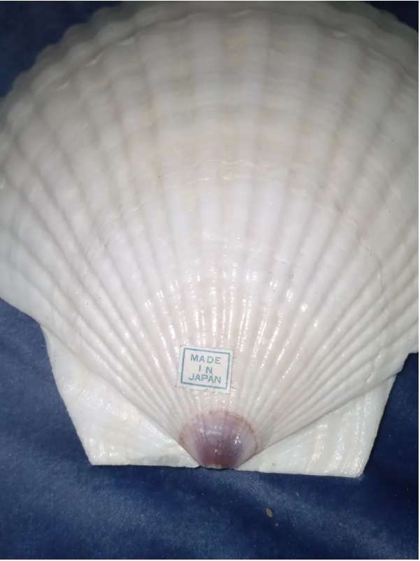 ***RARE FIND*** 18 Large (13×12.5cm) Irish Clamshell Seashell Serving Dishes made in Japan.