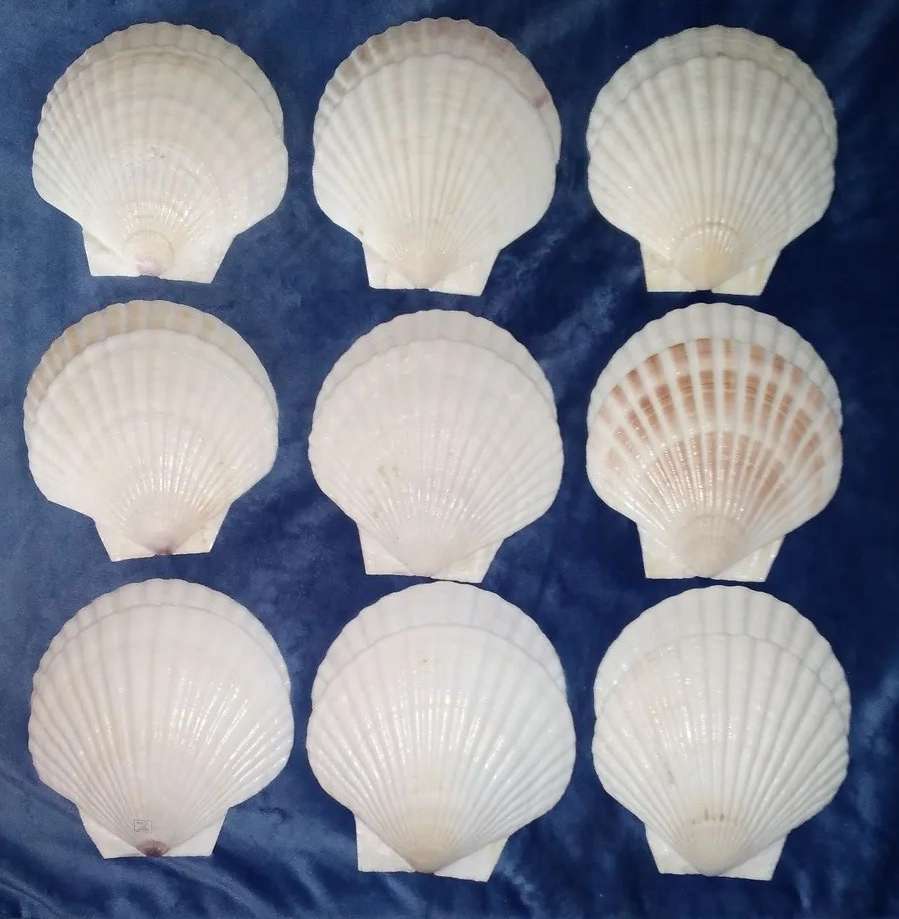 ***RARE FIND*** 18 Large (13×12.5cm) Irish Clamshell Seashell Serving Dishes made in Japan.