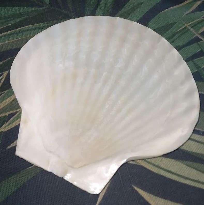 ***RARE FIND*** 18 Large (13×12.5cm) Irish Clamshell Seashell Serving Dishes made in Japan.