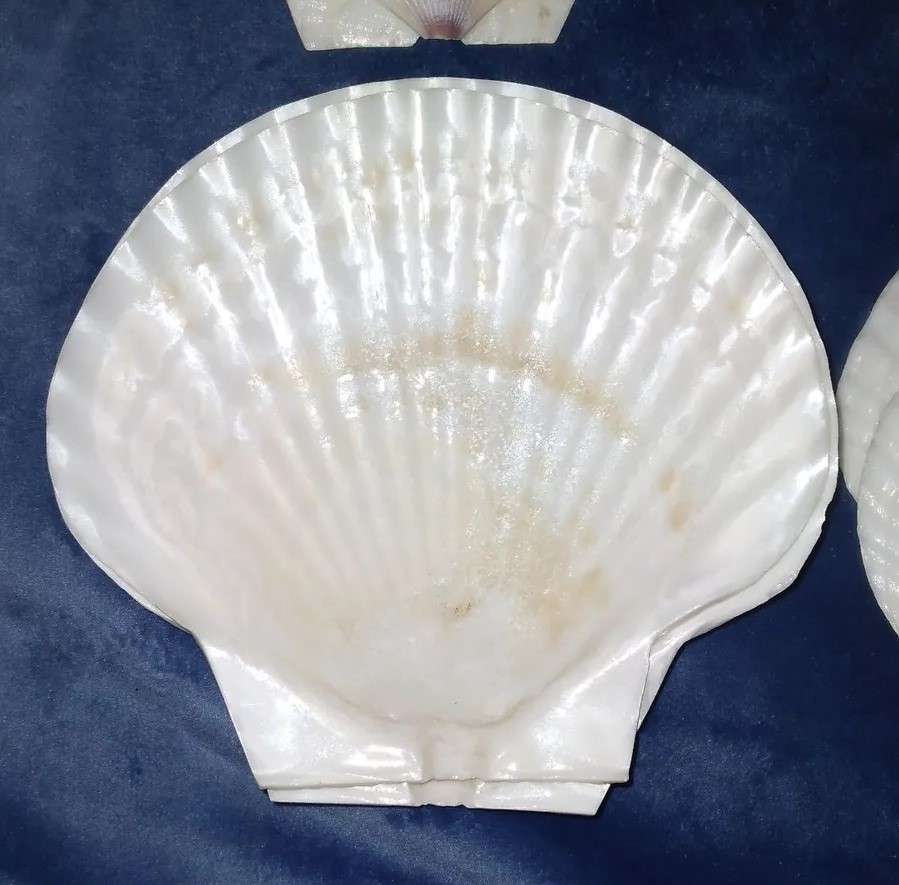 ***RARE FIND*** 18 Large (13×12.5cm) Irish Clamshell Seashell Serving Dishes made in Japan.