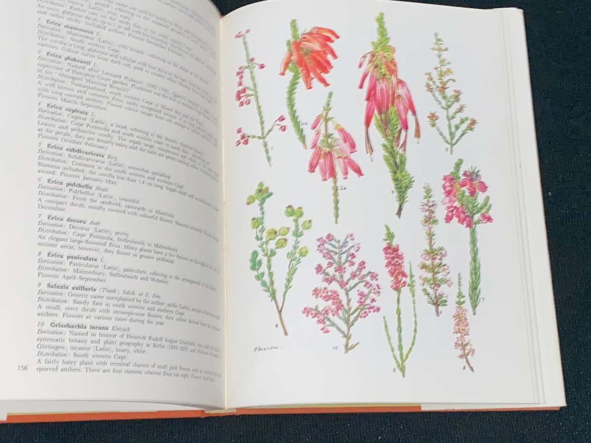 WESTERN CAPE SANDVELD FLOWERS BY HILDA MASON