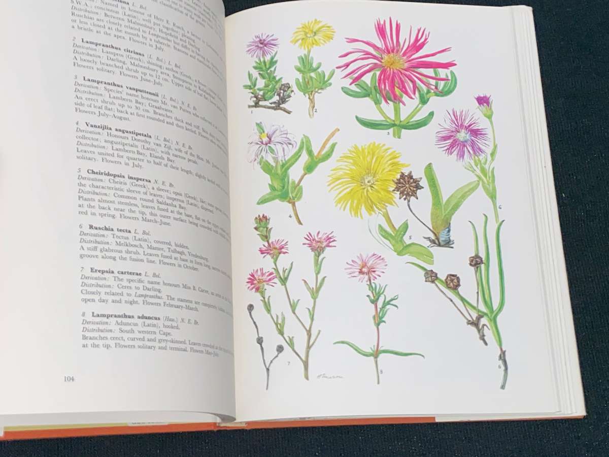 WESTERN CAPE SANDVELD FLOWERS BY HILDA MASON