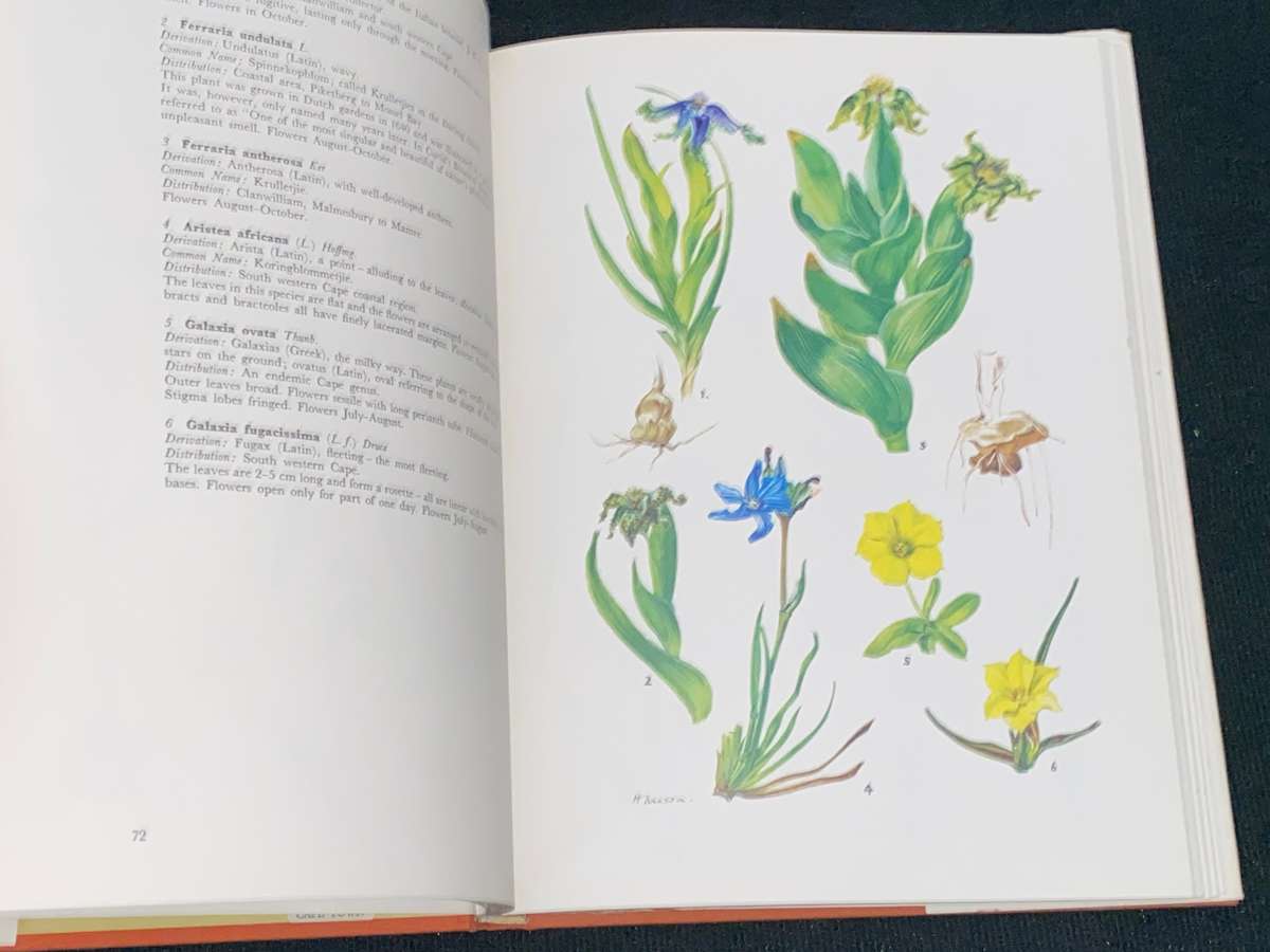 WESTERN CAPE SANDVELD FLOWERS BY HILDA MASON