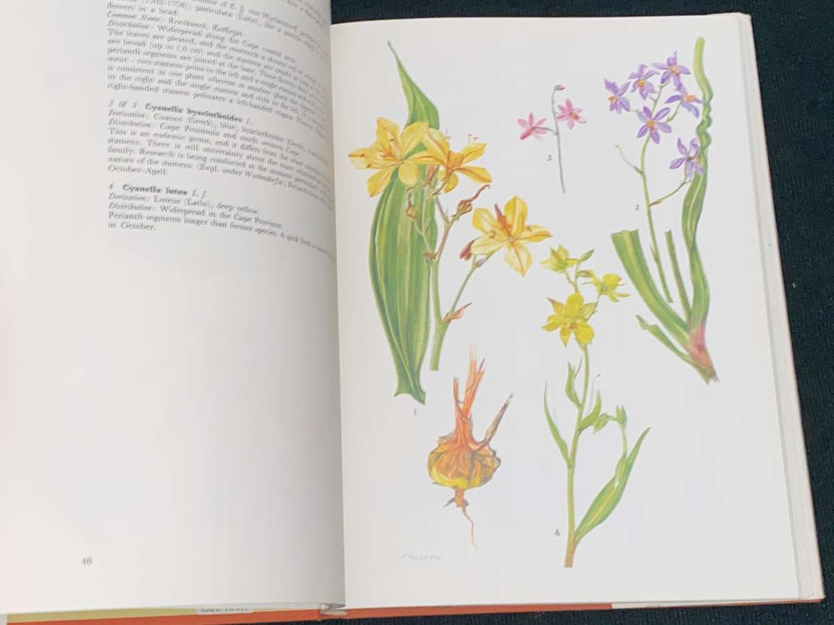 WESTERN CAPE SANDVELD FLOWERS BY HILDA MASON