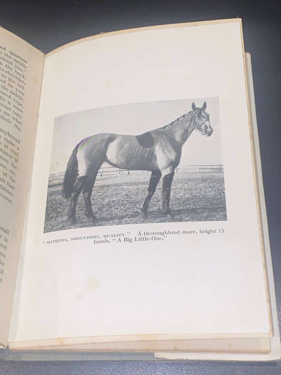 HORSE AND SADDLE IN SOUTH AFRICA BY ALPHA