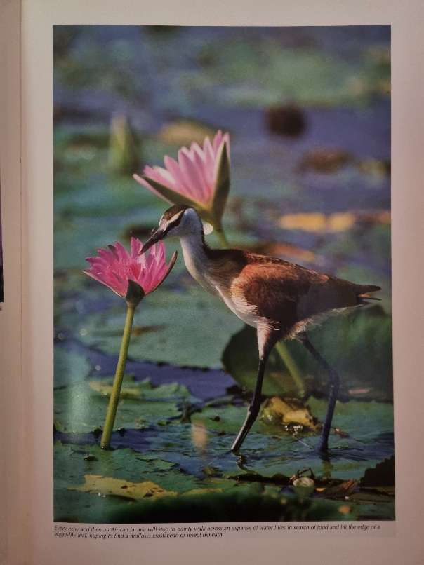 Spectacular World of Southern Africa Birds