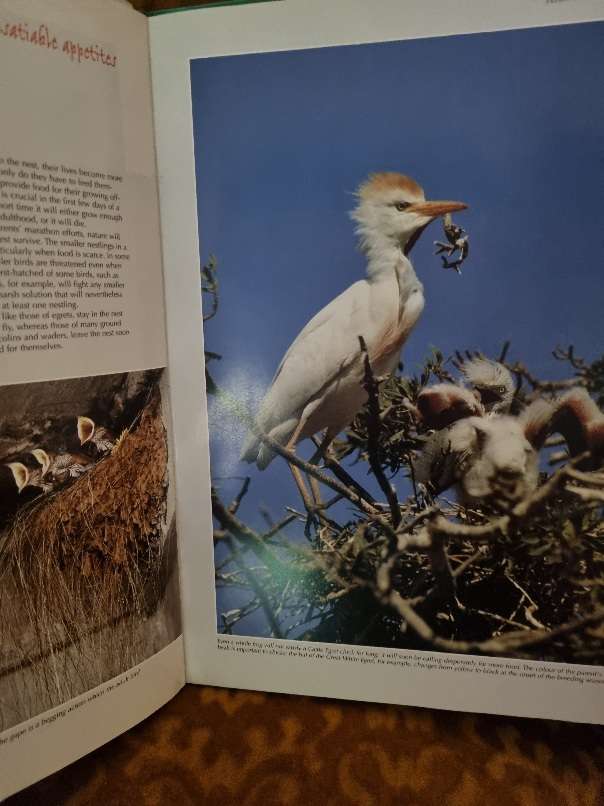 Spectacular World of Southern Africa Birds