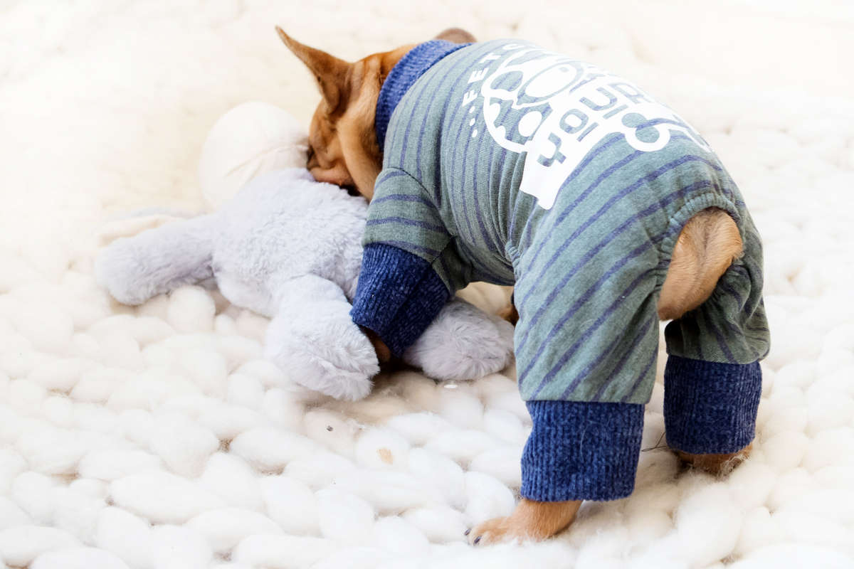 Dog Clothing / Jersey - small