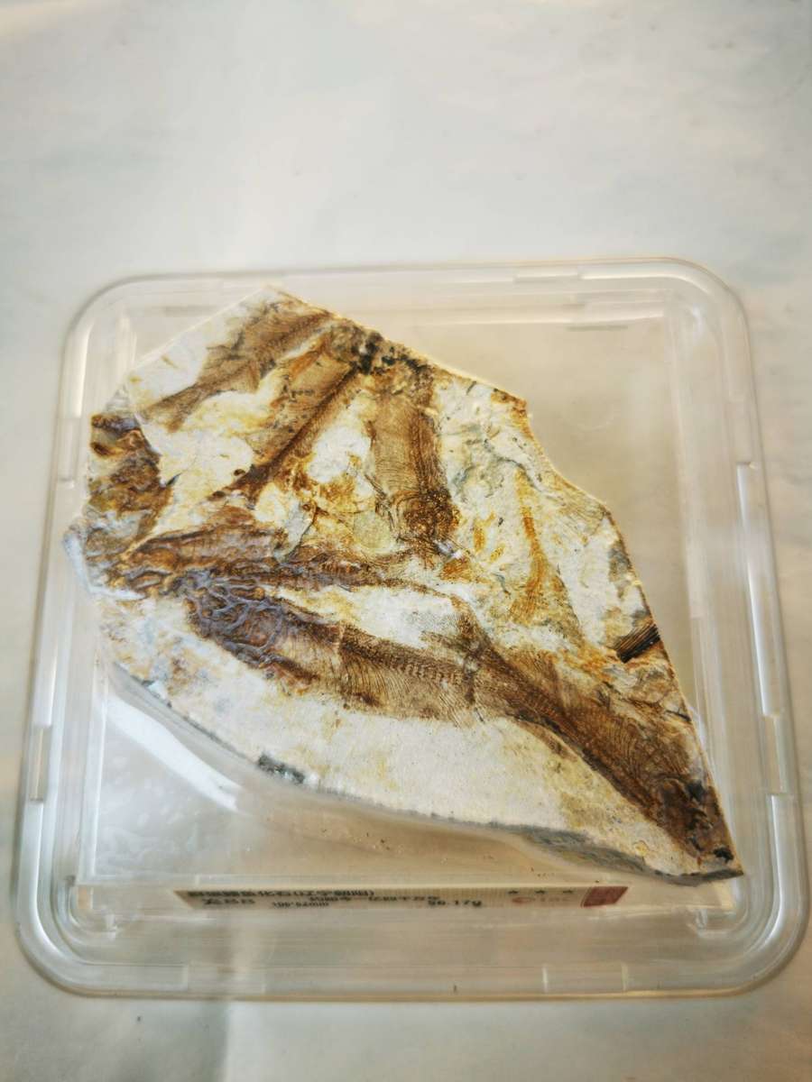 Group of Wolffin Fish Fossils -40 million years