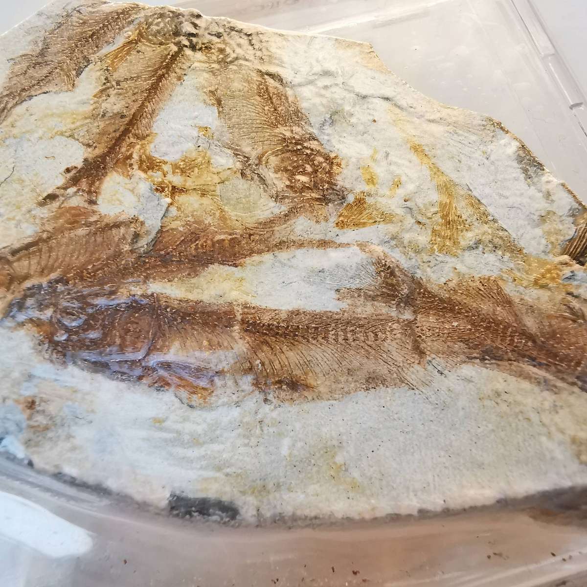 Group of Wolffin Fish Fossils -40 million years