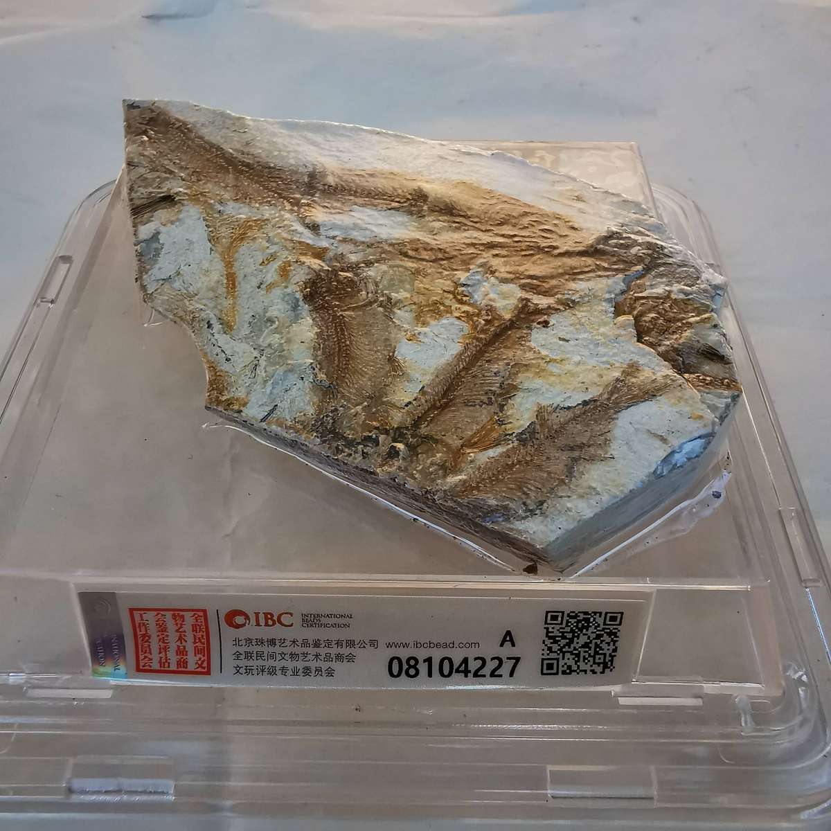 Group of Wolffin Fish Fossils -40 million years