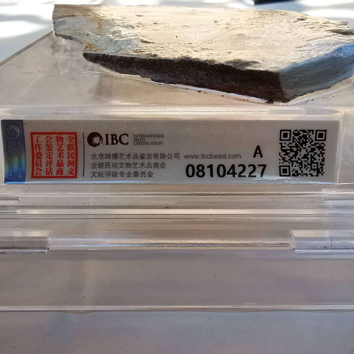 Group of Wolffin Fish Fossils -40 million years