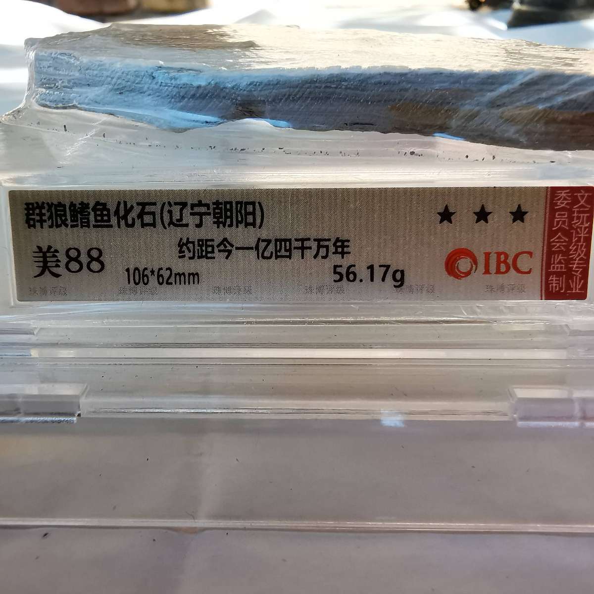 Group of Wolffin Fish Fossils -40 million years