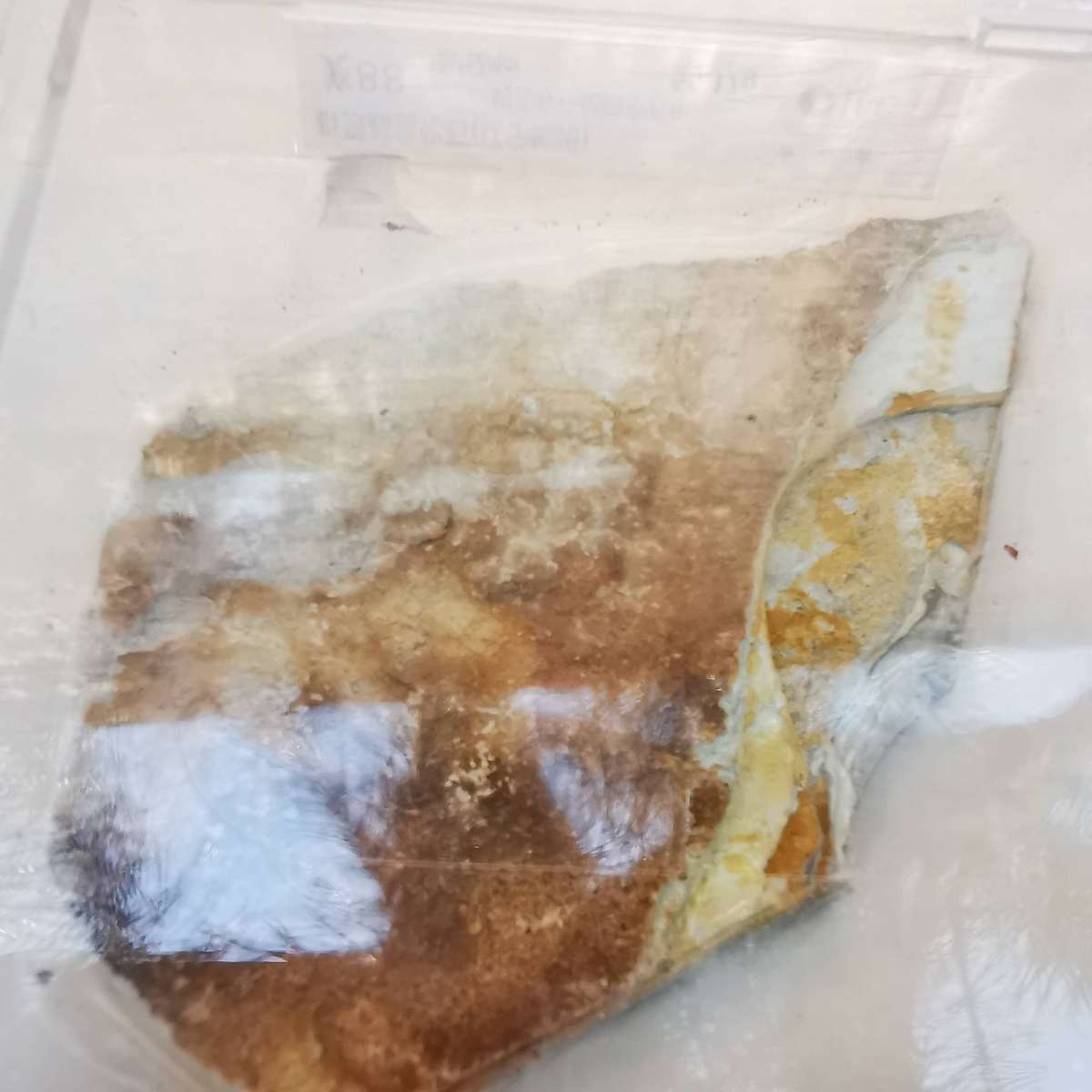 Group of Wolffin Fish Fossils -40 million years