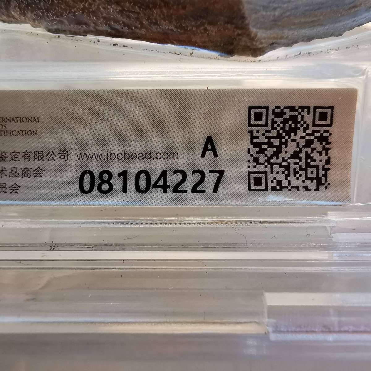 Group of Wolffin Fish Fossils -40 million years