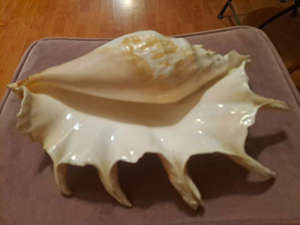 Large Spider Conch Lambis Trucata Seashell