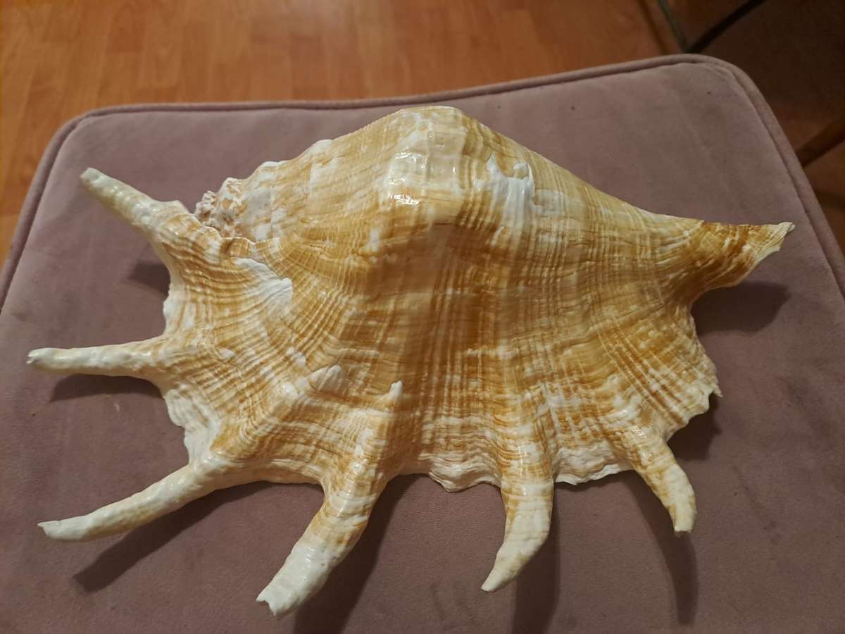 Large Spider Conch Lambis Trucata Seashell