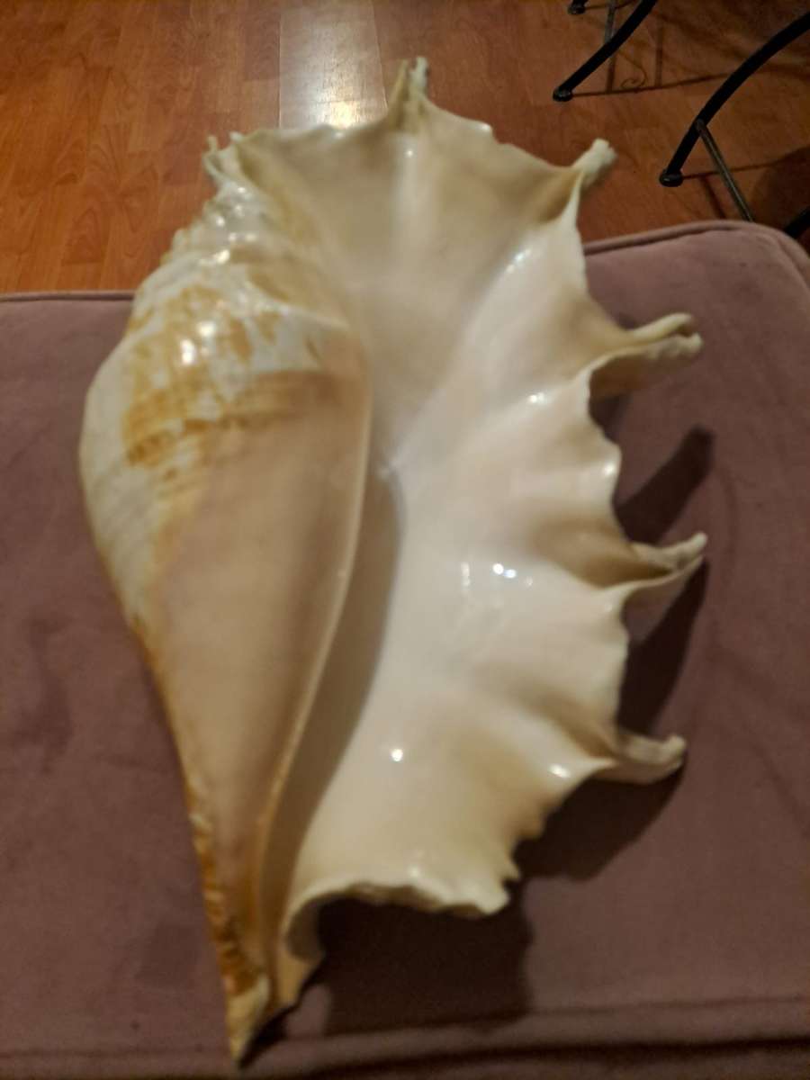 Large Spider Conch Lambis Trucata Seashell