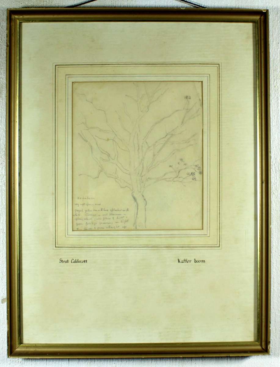 Strat Caldecot - Tree pencil drawing