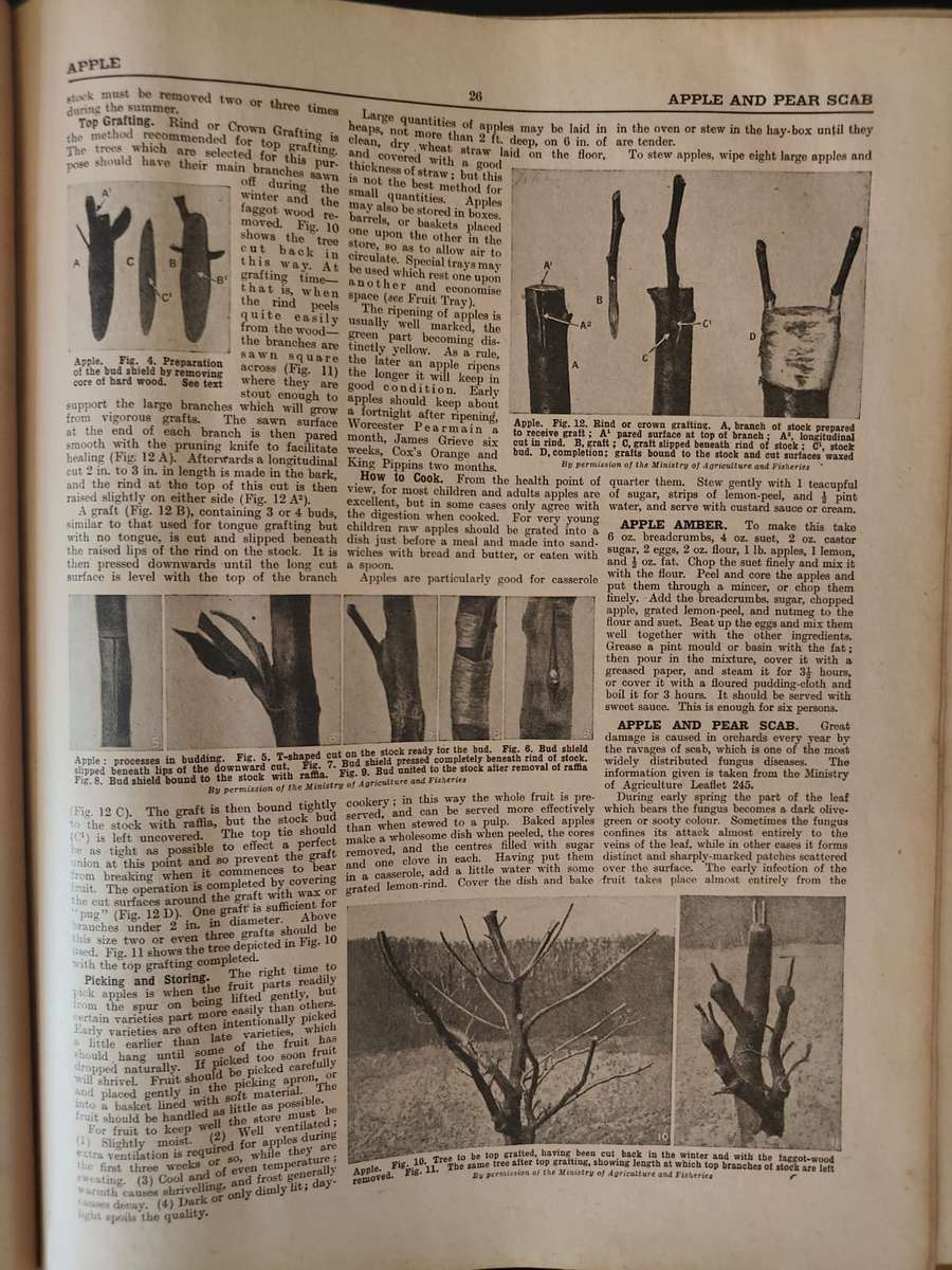 THE CONCISE HOUSEHOLD ENCYCLOPEDIA, 2 volumes.  - PLEASE READ DESCRIPTION.