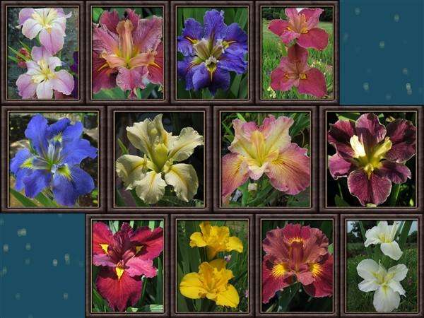 Louisiana Iris Combo - 12 Different Varieties
